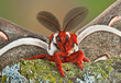 Foto: Cecropia moth waving Cecropia moth waving