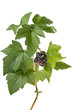 Photo: Black currants (Ribes nigrum) on branch Black currants (Ribes nigrum) on branch