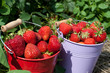 Nahaufnahme ernterfrischer gepflückte Erdbeeren im Blecheimer