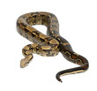 Common Northern Boa, Boa constrictor imperator