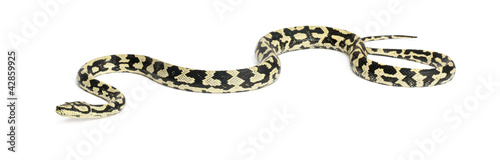 Photo: Python, Morelia spilota variegata, against white background Python, Morelia spilota variegata, against white background