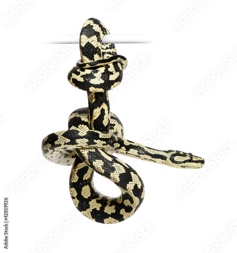 Photo: Jungle Carpet Python, Morelia spilota cheynei, black and yellow Jungle Carpet Python, Morelia spilota cheynei, black and yellow