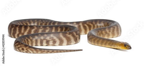 Photo: Python, Aspidites ramsayi, against white background Python, Aspidites ramsayi, against white background