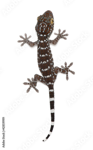 Photo: Tokay Gecko, Gekko gecko, against white background Tokay Gecko, Gekko gecko, against white background
