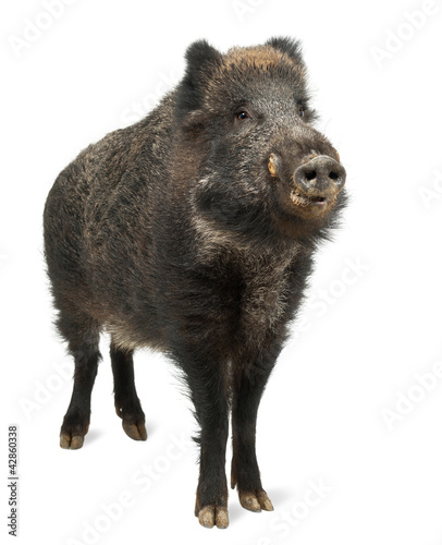 Foto: Wild boar, also wild pig, Sus scrofa, 15 years old Wild boar, also wild pig, Sus scrofa, 15 years old