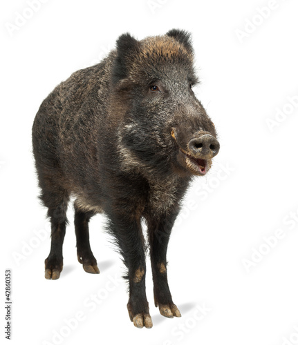 Photo: Wild boar, also wild pig, Sus scrofa, 15 years old Wild boar, also wild pig, Sus scrofa, 15 years old