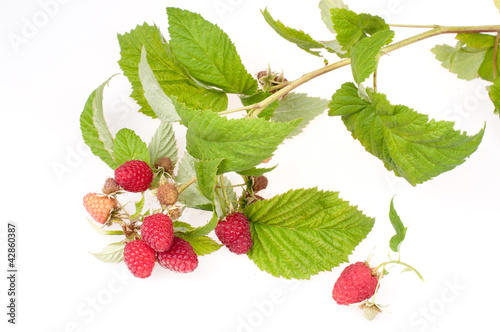 Photo: Raspberry Raspberry