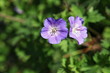 Geranium des prairies.