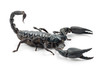 Emperor Scorpion, Pandinus imperator, against white background
