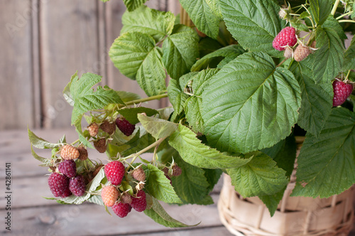 Photo: Raspberry Raspberry