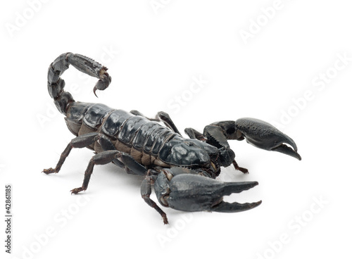 Photo: Emperor Scorpion, Pandinus imperator, against white background Emperor Scorpion, Pandinus imperator, against white background