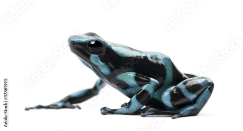 Photo: Green and Black Poison Dart Frog Green and Black Poison Dart Frog