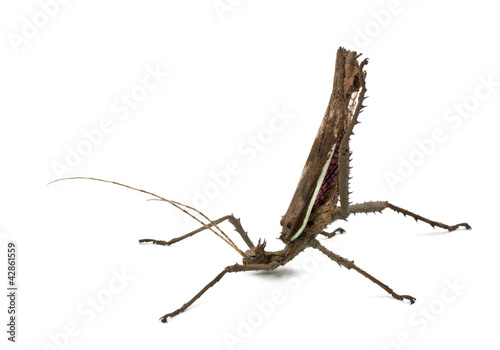 Photo: Adult male Malayan Jungle Nymph, Heteropteryx dilatata Adult male Malayan Jungle Nymph, Heteropteryx dilatata