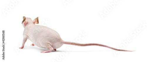 Photo: Hairless mouse, Mus musculus, against white background Hairless mouse, Mus musculus, against white background