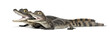 Spectacled Caimans, Caiman crocodilus