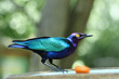 Estornino esmeralda  -  Purple Glossy Starling - Merle Métalliqu