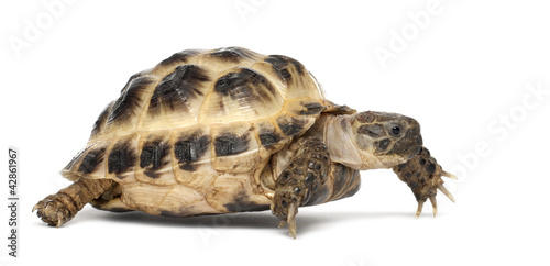 Foto: Young Russian tortoise, Horsfield's tortoise Young Russian tortoise, Horsfield's tortoise