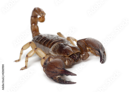 Photo: Shiny Burrowing Scorpion or Yellow legged Creeping Scorpion Shiny Burrowing Scorpion or Yellow legged Creeping Scorpion