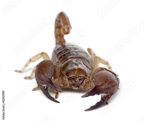 Photo: Shiny Burrowing Scorpion or Yellow legged Creeping Scorpion Shiny Burrowing Scorpion or Yellow legged Creeping Scorpion