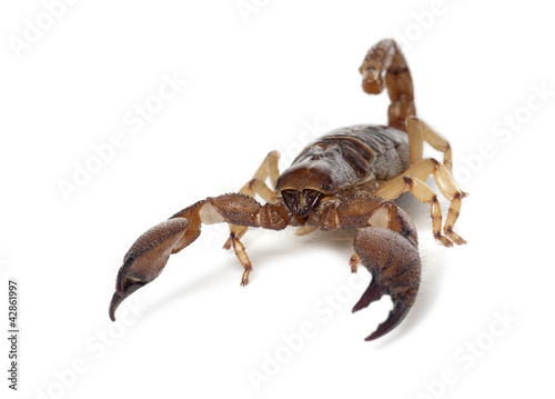 Photo: Shiny Burrowing Scorpion or Yellow legged Creeping Scorpion Shiny Burrowing Scorpion or Yellow legged Creeping Scorpion