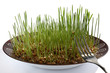 wheat germ