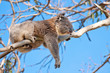 koala tree