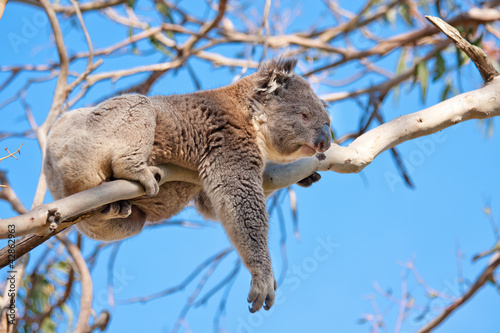 Photo: koala tree koala tree
