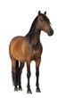 Photo: Mixed breed of Spanish and Arabian horse, 8 years old Mixed breed of Spanish and Arabian horse, 8 years old