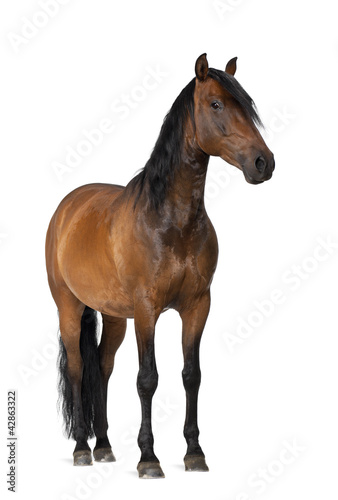 Photo: Mixed breed of Spanish and Arabian horse, 8 years old Mixed breed of Spanish and Arabian horse, 8 years old