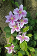 Photo: Clematis_8970 Clematis_8970