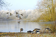 Wasservögel im Winter