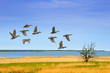 Enten im Flug