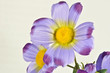 Fiori di stoffa