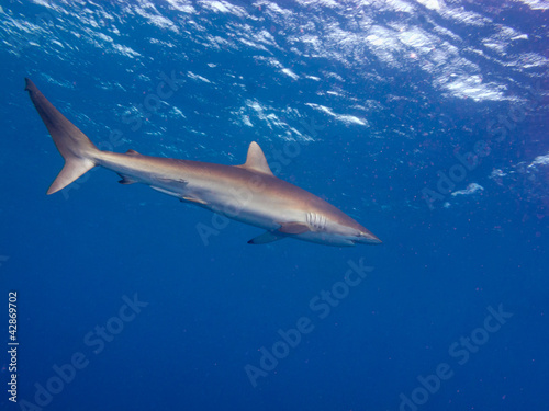 Photo: Silky shark (Carcharhinus falciformis) Silky shark (Carcharhinus falciformis)