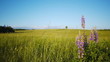 Lonely tree on a meadow with lupine  foreground, rack focus