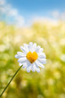 Foto: Blumenherz Blumenherz