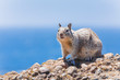 Gray squirrel