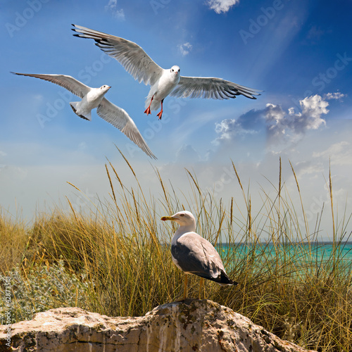 Photo: Strand mit Möwen Strand mit Möwen