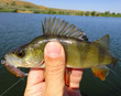 Perch fish