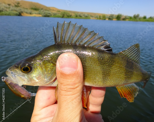 Foto: Perch fish Perch fish