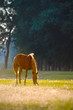 A wild horse head profile portrait