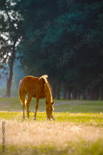 Photo: A wild horse head profile portrait A wild horse head profile portrait