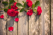 red rose on wooden background