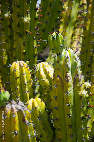 Photo: Cactus Cactus