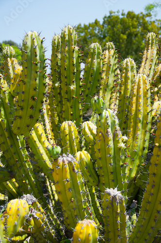 Photo: Cactus Cactus
