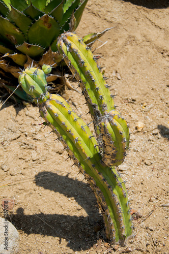 Photo: Cactus Cactus