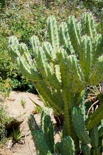 Photo: Cactus Cactus