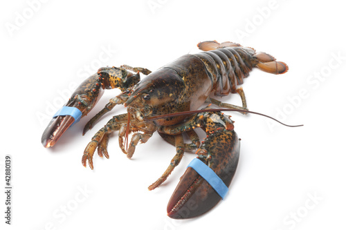 Photo: Fresh living lobster Fresh living lobster