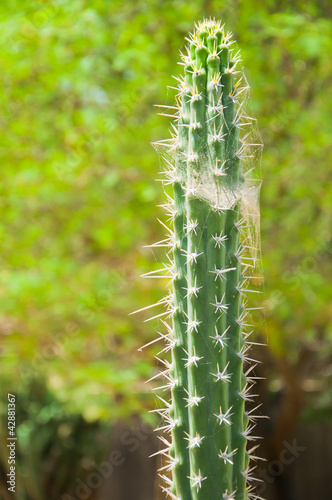 Photo: Cactus Cactus