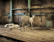Sheep Shearing